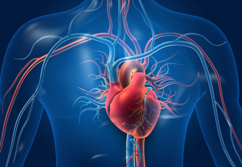 Picture of the cardiovascular system.